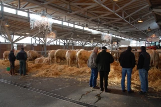 Des animaux bien en chair