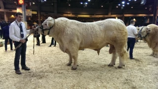 La filière charolaise a fait salon