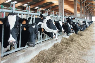 Osez la simplification de la ration des laitières