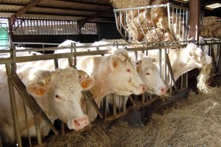 La section bovine a tenu son assemblée générale