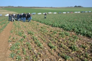 Une mobilisation pour sortir les colzas d’une mauvaise passe