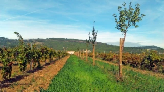 Le domaine Olivier de Serres expérimente l’agroforesterie viticole