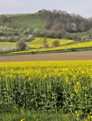 Assurer la protection en floraison