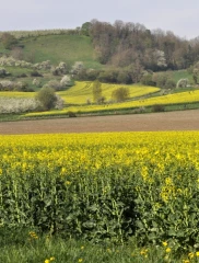 Assurer la protection en floraison