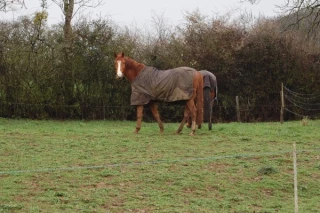 Chevaux de Créancey