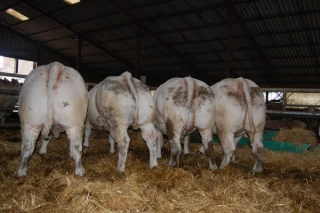 Bonnes bêtes en production