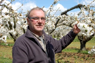 Les cerises de la colère