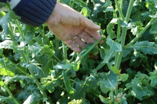 À Bona, des parcelles de colza endommagées à plus de 50%