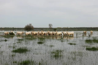 Que se passe-t-il avec la Saône ?