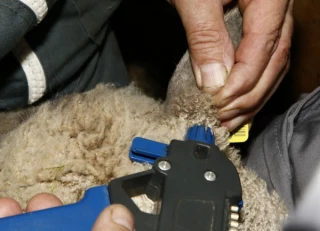 Mélatonine : coût et mode d’emploi