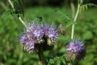Tous les signaux sont au vert