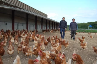 Six millions d’œufs à écouler