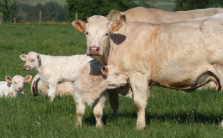 A Moulins-Engilbert, la charolaise, cette inconnue...