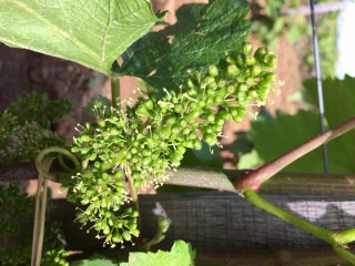 Première fleurs... mais vignoble sous haute surveillance
