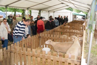 130 ovins en concours et présentation