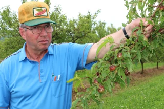 Il sera bien court le temps des cerises...
