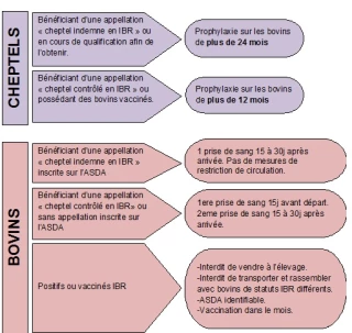 Un nouvel arrêté ministériel pour accélerer l’éradication  de l’IBR