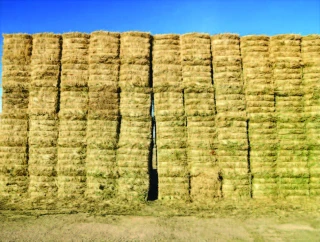 édification des meules