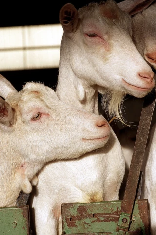 Des interrogations planent encore sur la structure