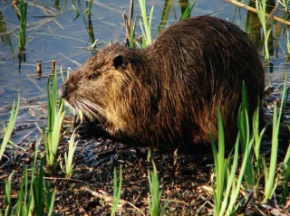 Déjà 50 piégeurs bénévoles engagés