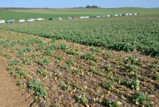 Lutte contre les grosses altises du colza