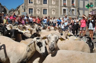 Le mouton sur tous les tons