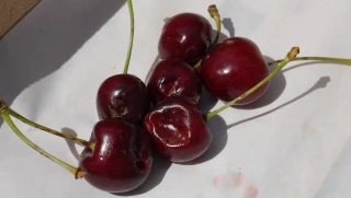 Une année maudite pour les fruits