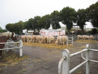 Corbigny se prépare à son rendez-vous de l’élevage