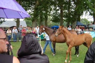 La semaine du cheval  «by Nièvre»