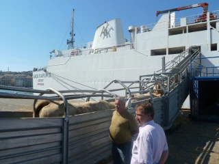 Le casse-tête des marchés de l’élevage
