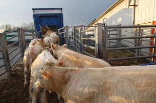 L’export ou la vie !