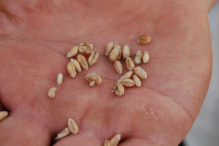 L’agriculture de production en zone de turbulences