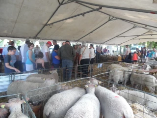 Une foire ovine qui maintient son activité