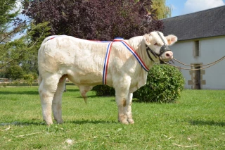 Concours national veaux et vente nationale aux enchères le jeudi 8 septembre à Magny-Cours (58)