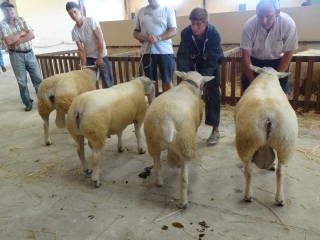 Les moutons s’offrent un lifting 