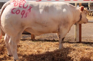Une belle vitrine de l’excellence charolaise