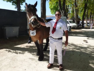 Plus de 140 chevaux à Semur