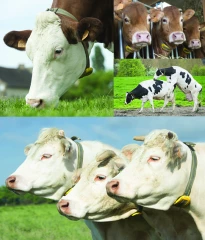 Le monitoring améliore les performances  économiques et le confort de travail des éleveurs