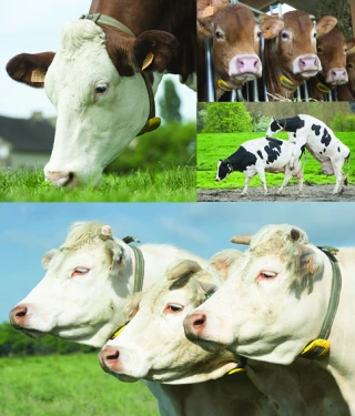 Le monitoring améliore les performances  économiques et le confort de travail des éleveurs