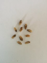 Des céréales touchées par la fusariose dans la ration des brebis