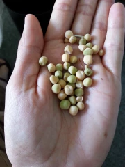 Déterminez la faculté germinative de vos grains de pois d’hiver