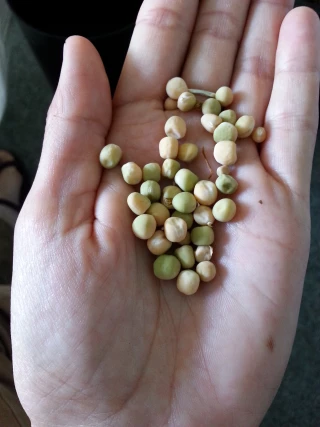 Déterminez la faculté germinative de vos grains de pois d’hiver