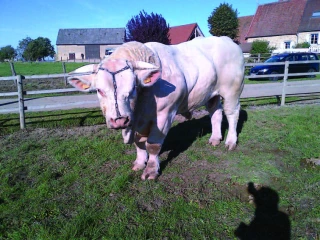 L’excellence génétique et bouchère s’affichent à la ferme du Rompoue