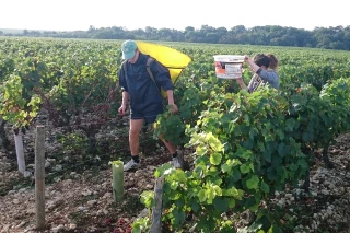 Des vendanges peu généreuses