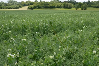 Désherbage du pois d’hiver