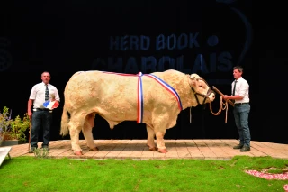 La charolaise de retour au Sommet