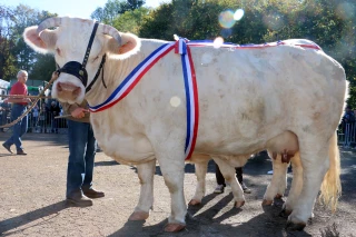 Concours charolais d’Avallon