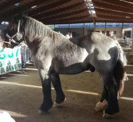 En mode poulains 
