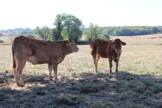 Les éleveurs limousins au cœur de la Forterre