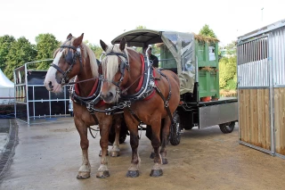 Quel cadre juridique pour le cheval territoire ?